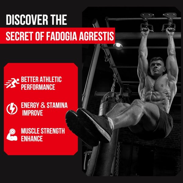 1600mg Fadogia Agrestis Tongkat Ali Supplement, Fadogia Agrestis Extract for Men with Ashwagandha - Maximum Strength, 60 Softgels - Image 4